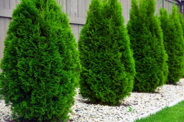 Arborvitae Planting in Salt Lake City