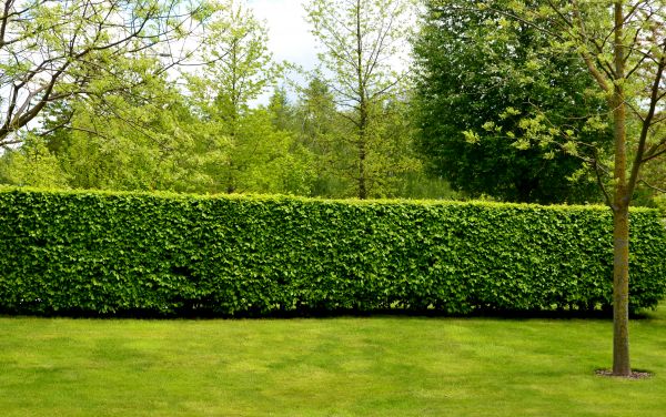 Hedge Planting in Salt Lake City