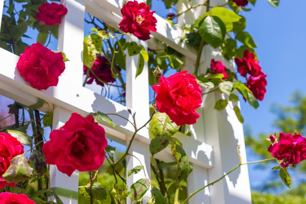 Home Gardening Service in Salt Lake City