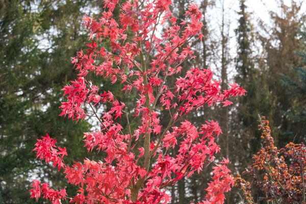 Japanese Maple Planting in Salt Lake City