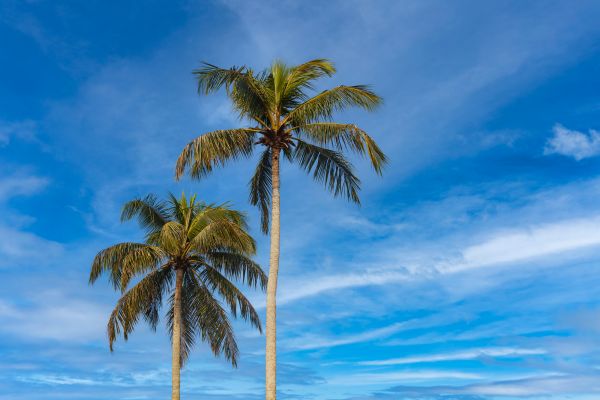 Palm Tree Planting in Salt Lake City