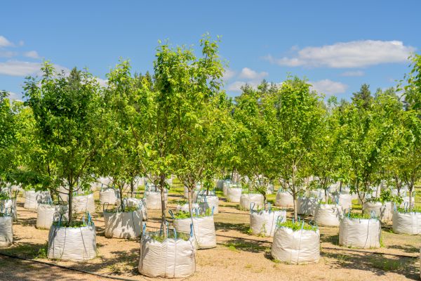 Tree Planting Service in Salt Lake City