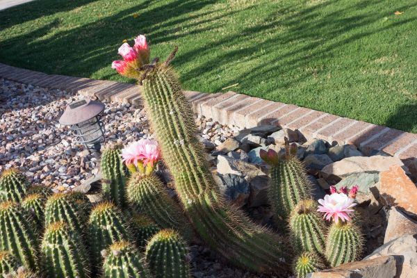 Desert Landscaping in Salt Lake City