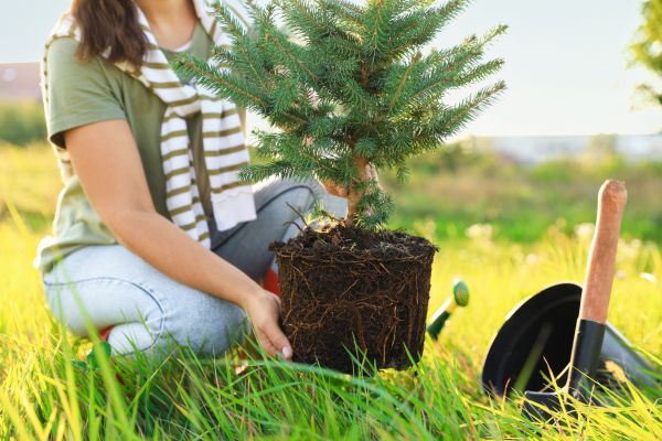 Spruce Tree Planting in Salt Lake City