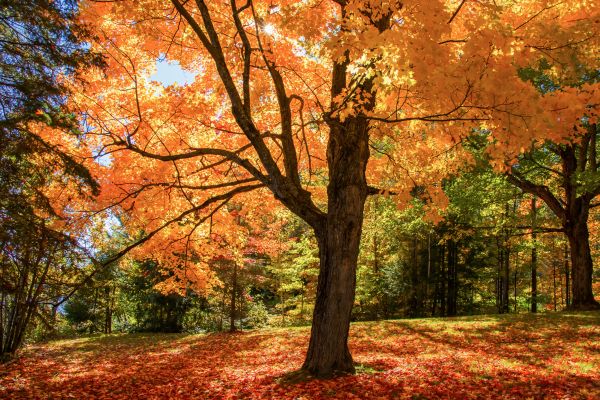 Maple Tree Planting in Salt Lake City