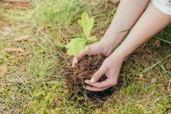 Oak Tree Planting in Salt Lake City