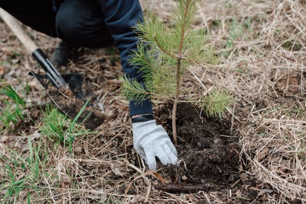 Pine Tree Planting in Salt Lake City