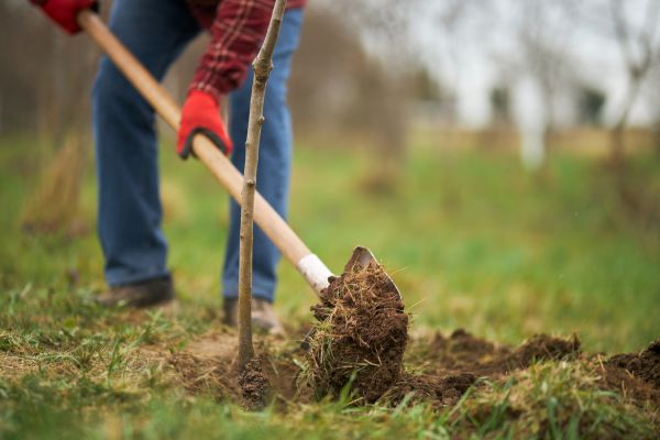 Trees Planting in Salt Lake City