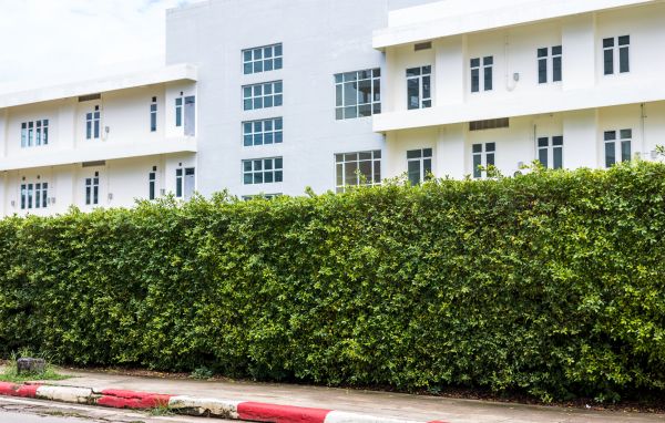 Privacy Landscaping in Salt Lake City