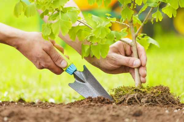 Fruit Tree Planting in Salt Lake City