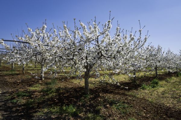 Orchard Planting in Salt Lake City