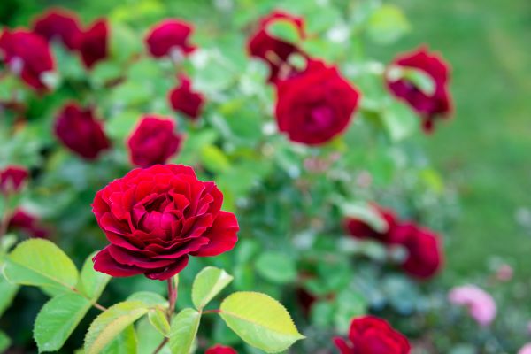 Rose Planting in Salt Lake City