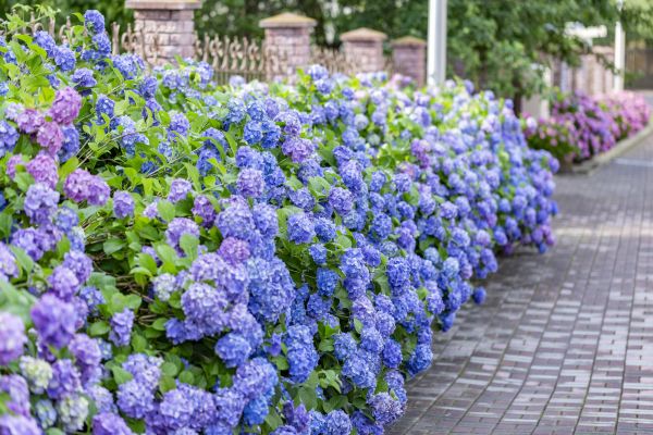 Hydrangea Landscaping in Salt Lake City
