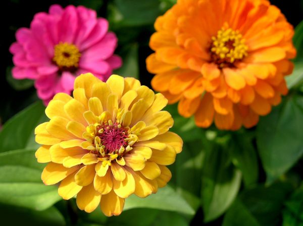 Zinnia Planting in Salt Lake City