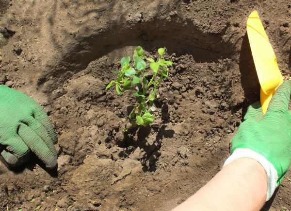 Rose Bush Planting in Salt Lake City