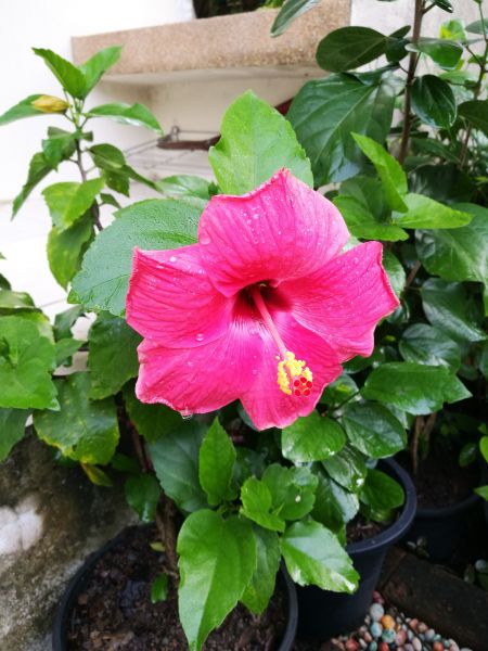 Hibiscus Planting in Salt Lake City