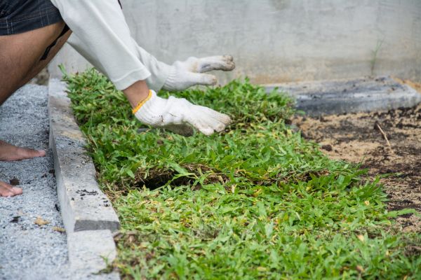 Ground Cover Planting in Salt Lake City