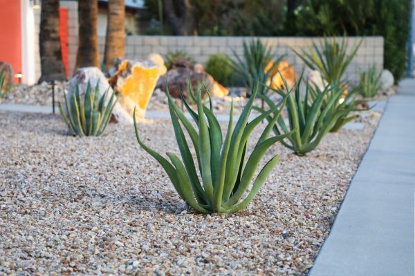 Drought Resistant Landscaping in Salt Lake City