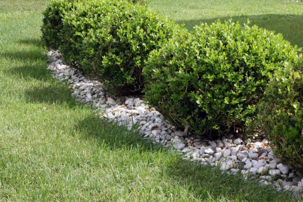 Boxwood Planting in Salt Lake City