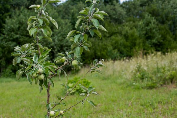 Apple Tree Planting in Salt Lake City