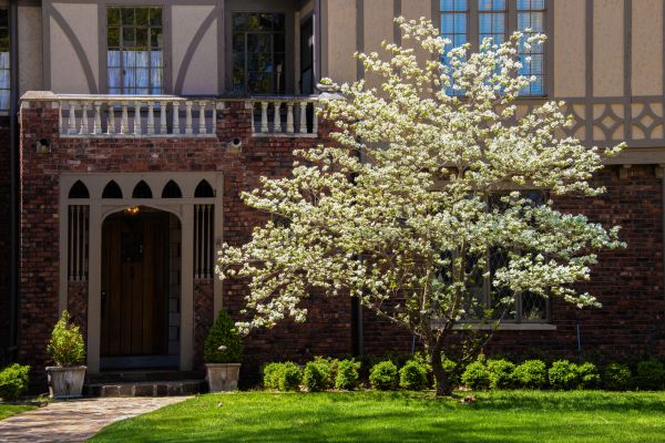 Dogwood Tree Planting in Salt Lake City